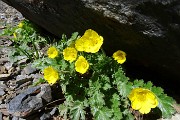 33 Geum reptans